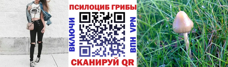 Псилоцибиновые грибы мицелий  Сковородино 